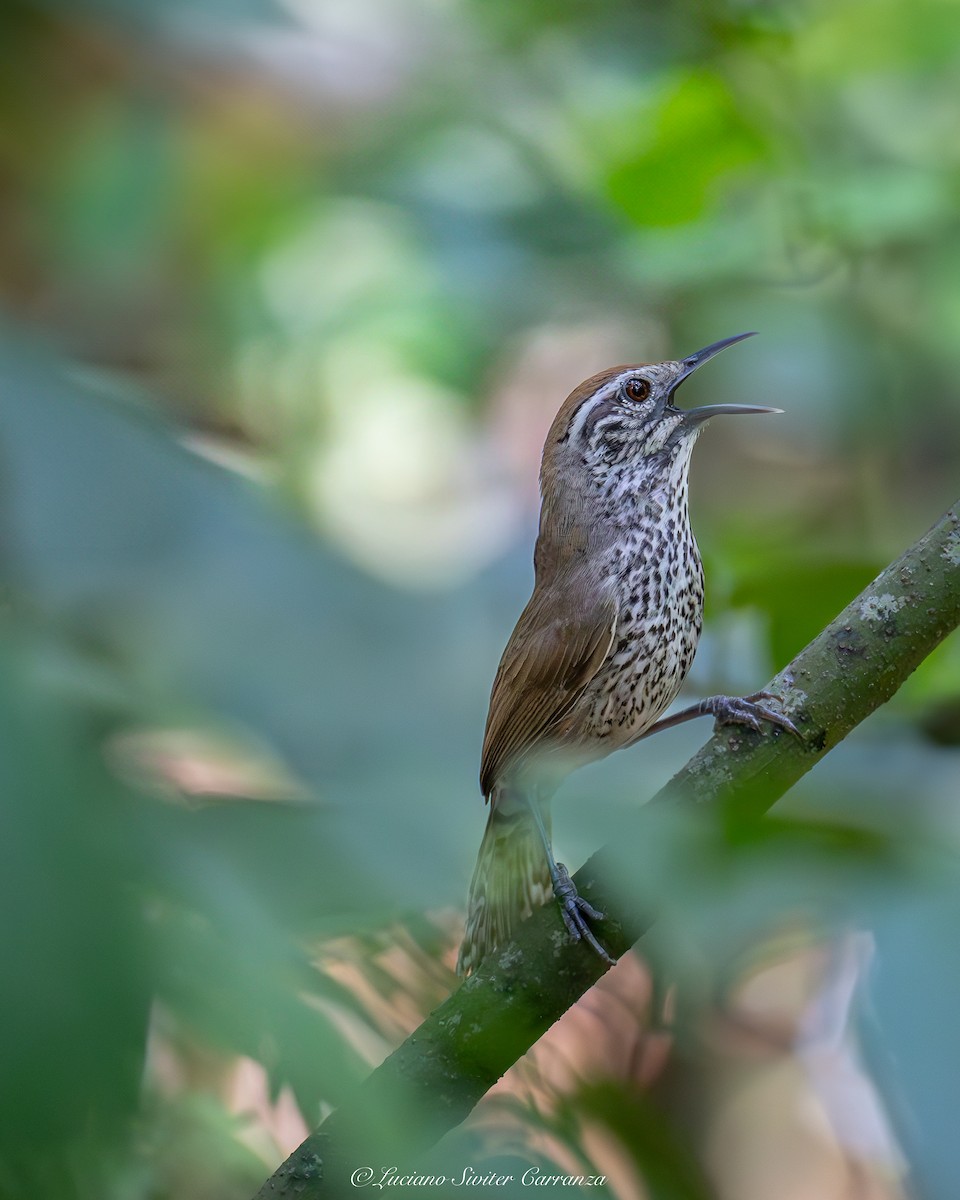 Spot-breasted Wren - ML637007322