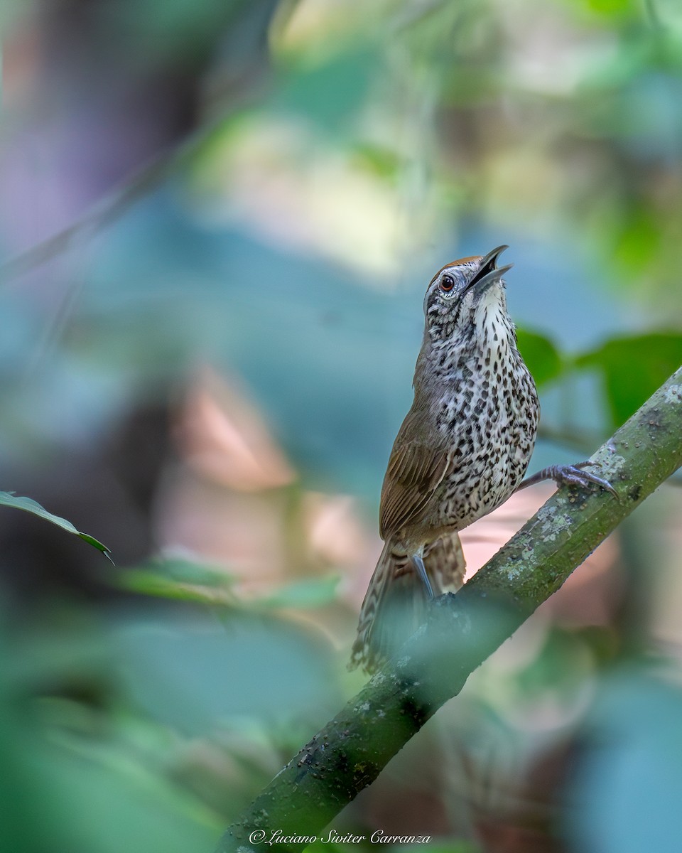 Spot-breasted Wren - ML637007323