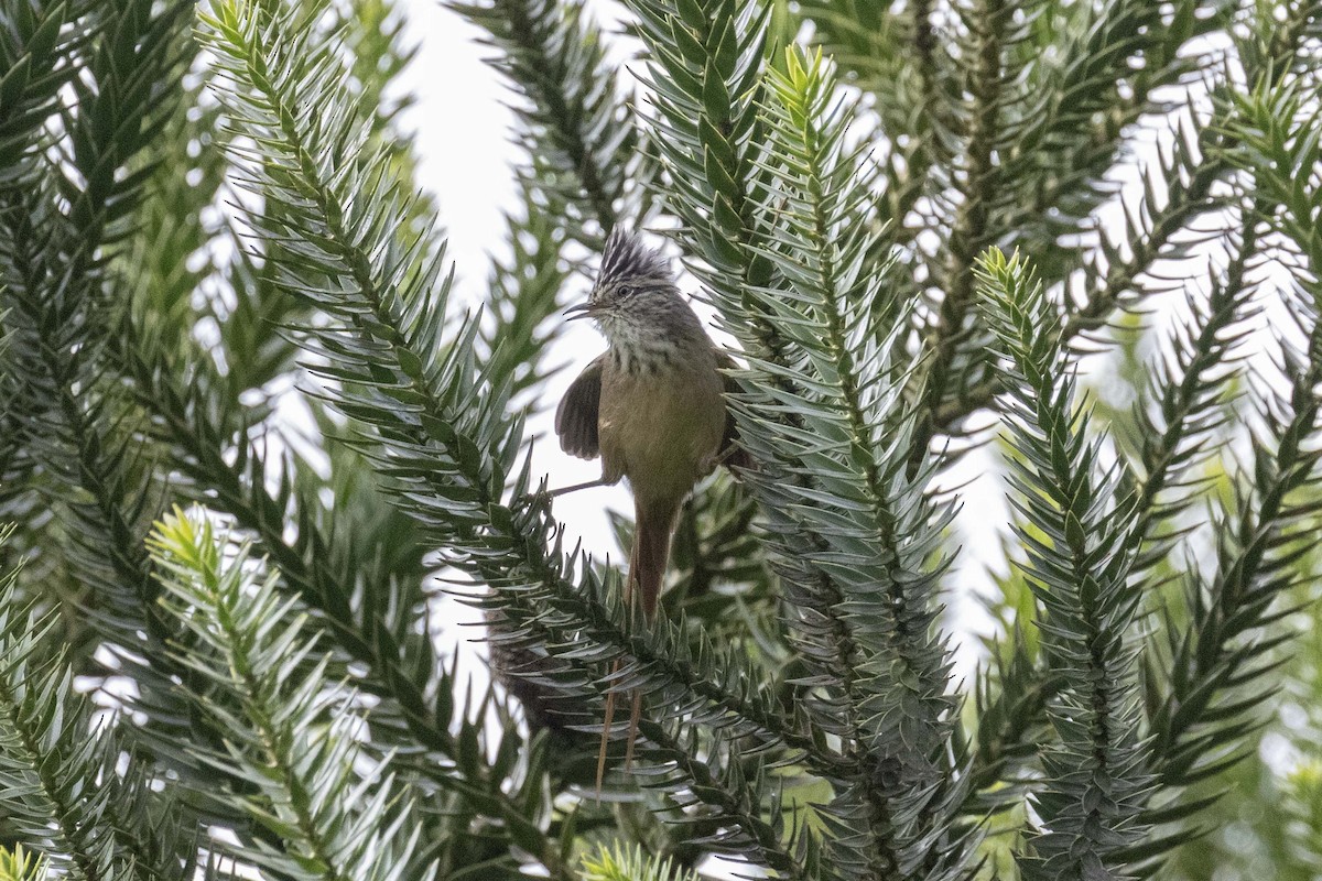 Araucaria Tit-Spinetail - ML637007327