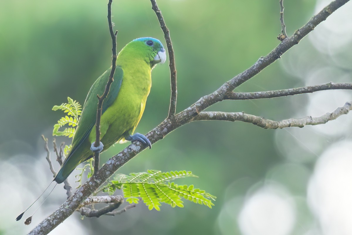 ML637007329 - Blue-crowned Racquet-tail - Macaulay Library