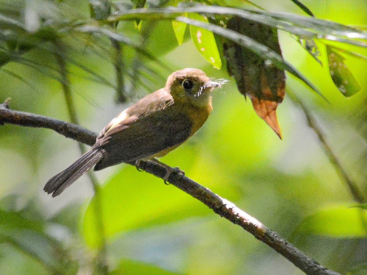 Sulphur-rumped Flycatcher - ML637007333