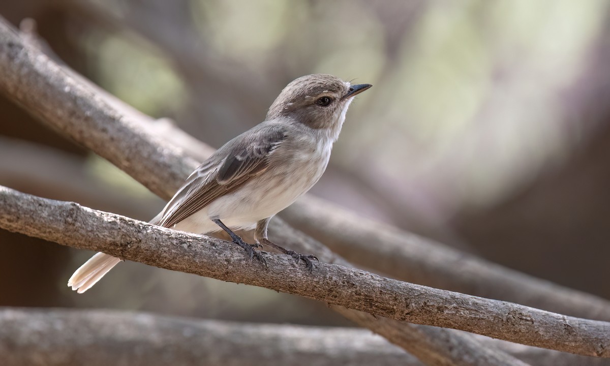 Gambaga Flycatcher - ML637007477
