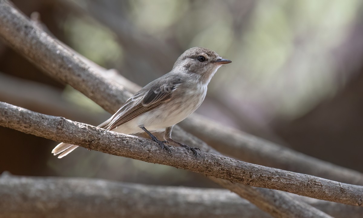 Gambaga Flycatcher - ML637007478