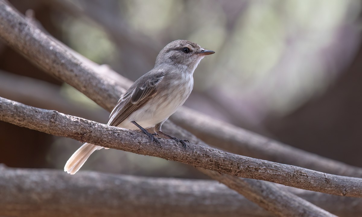 Gambaga Flycatcher - ML637007479