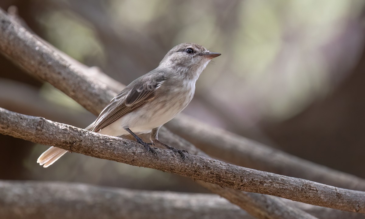 Gambaga Flycatcher - ML637007480