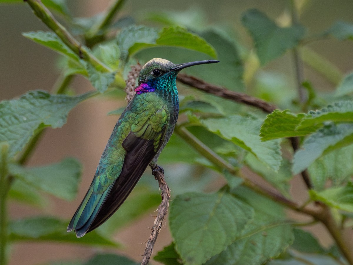 White-vented Violetear - ML637007512