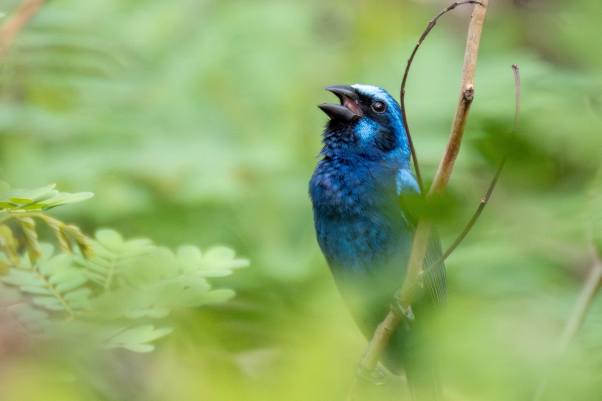 Blue Bunting (West Mexico) - ML637007517