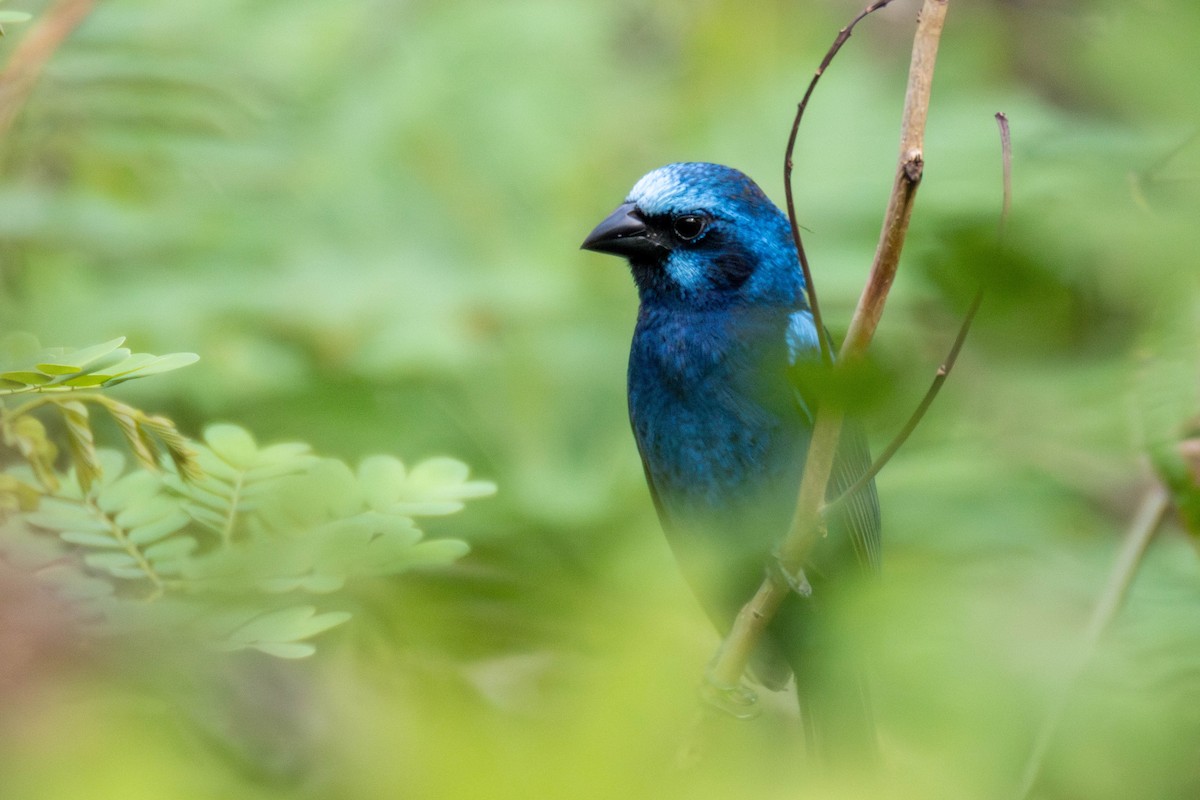 Blue Bunting (West Mexico) - ML637007518