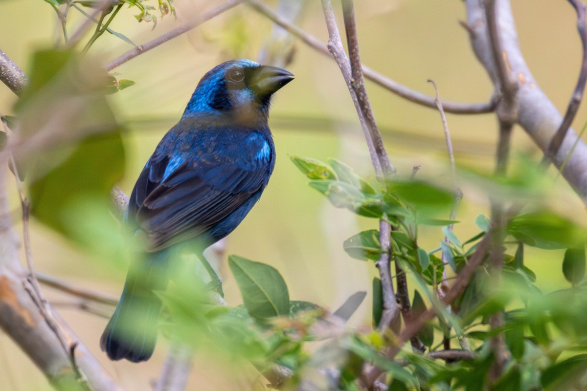 Blue Bunting (West Mexico) - ML637007530