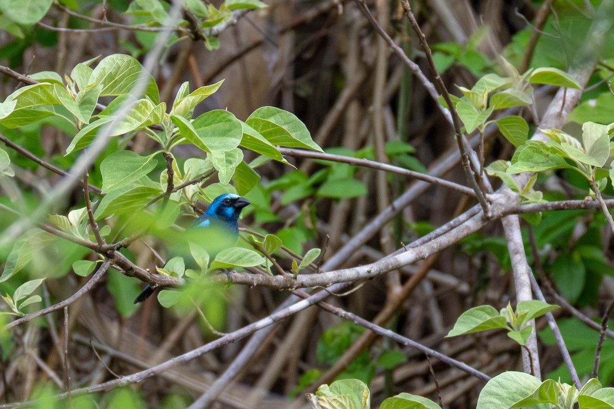 Blue Bunting (West Mexico) - ML637007535