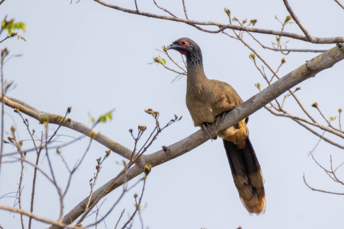 West Mexican Chachalaca - ML637007553