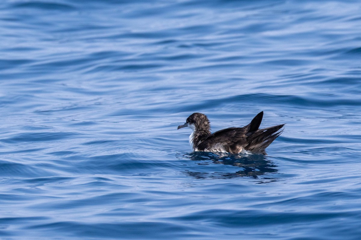 Galapagos Shearwater - ML637007578