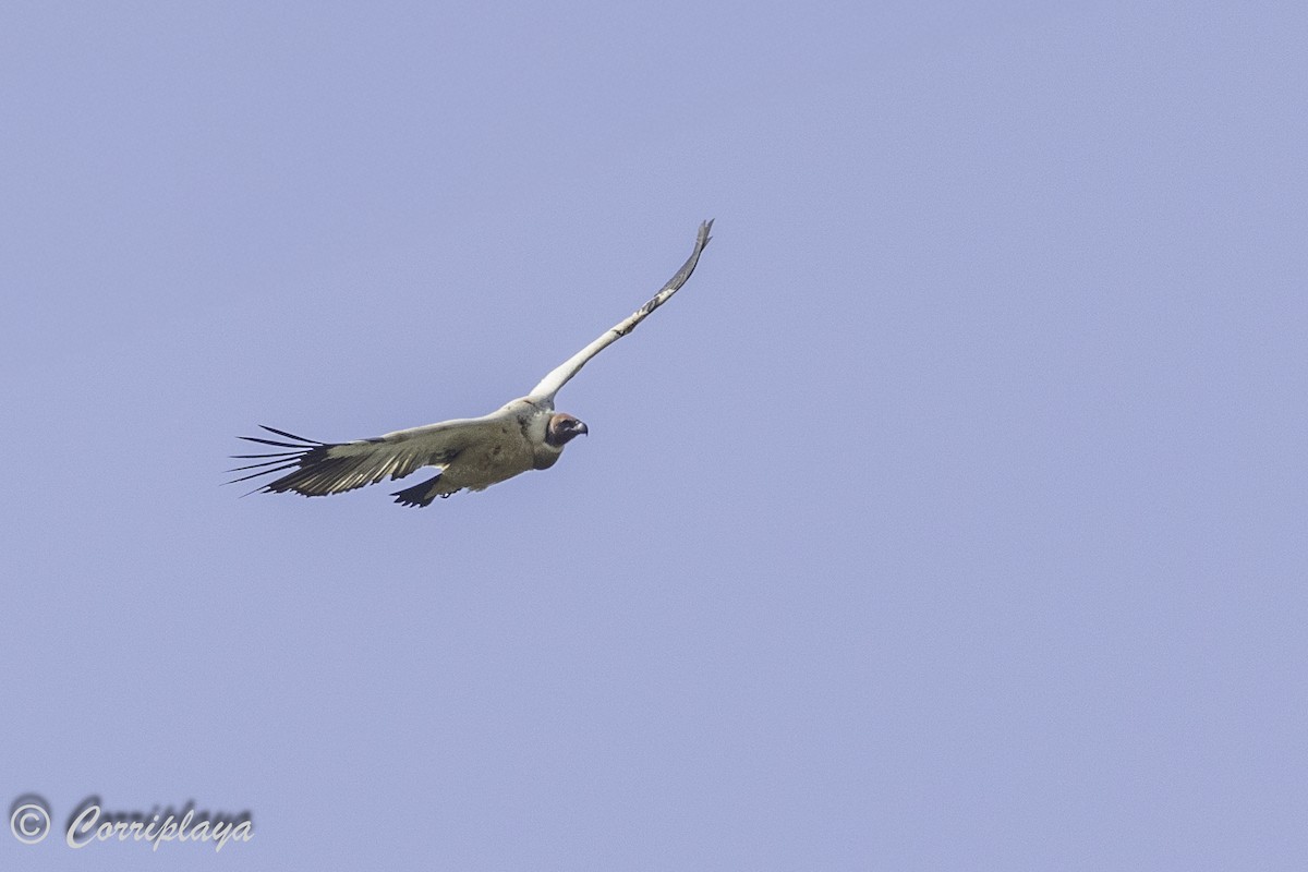 Cape Griffon - ML637007601