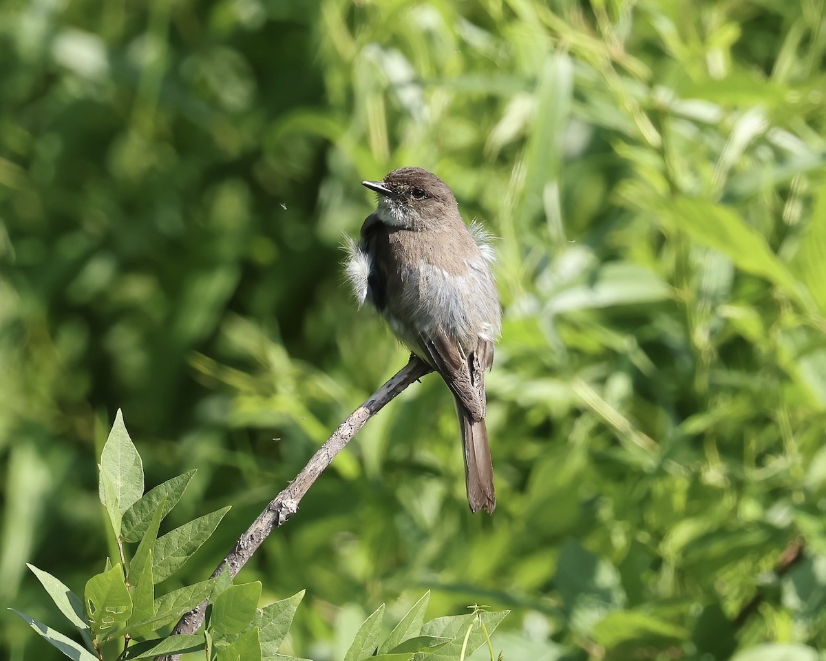 Eastern Phoebe - ML637007605