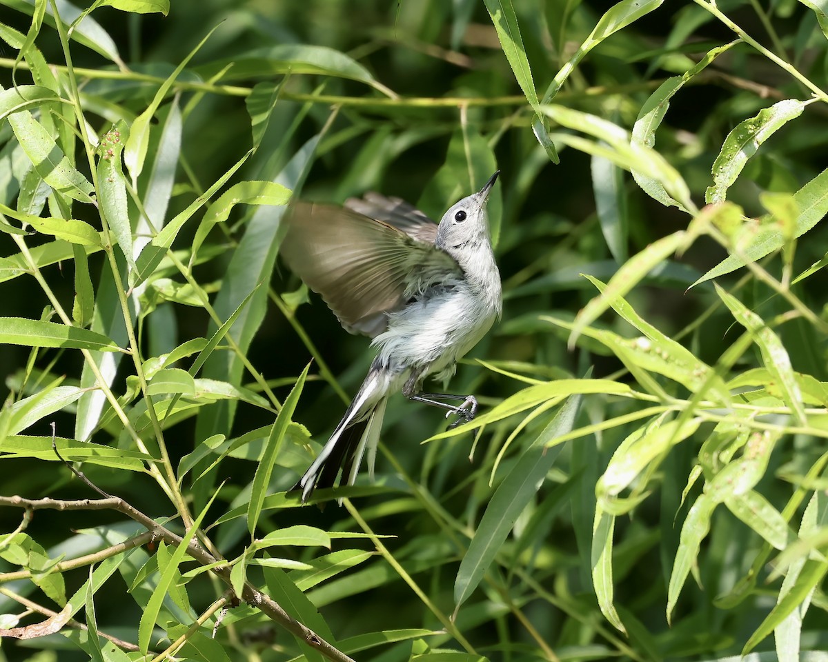 Blue-gray Gnatcatcher - ML637007611