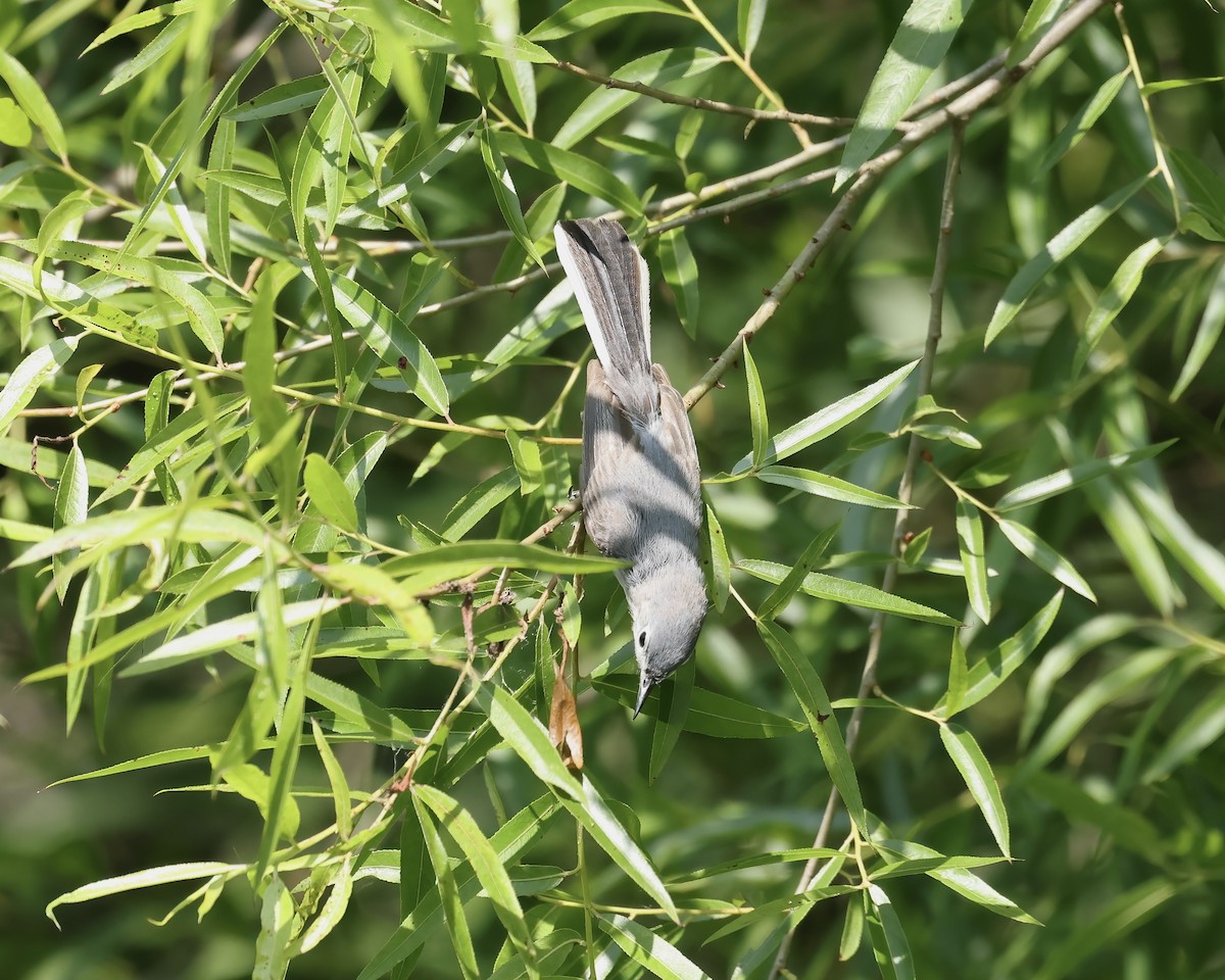 Blue-gray Gnatcatcher - ML637007612