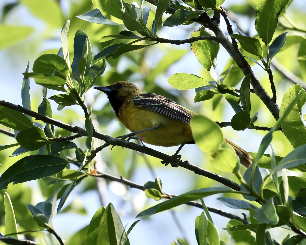 Orchard Oriole - ML637007628