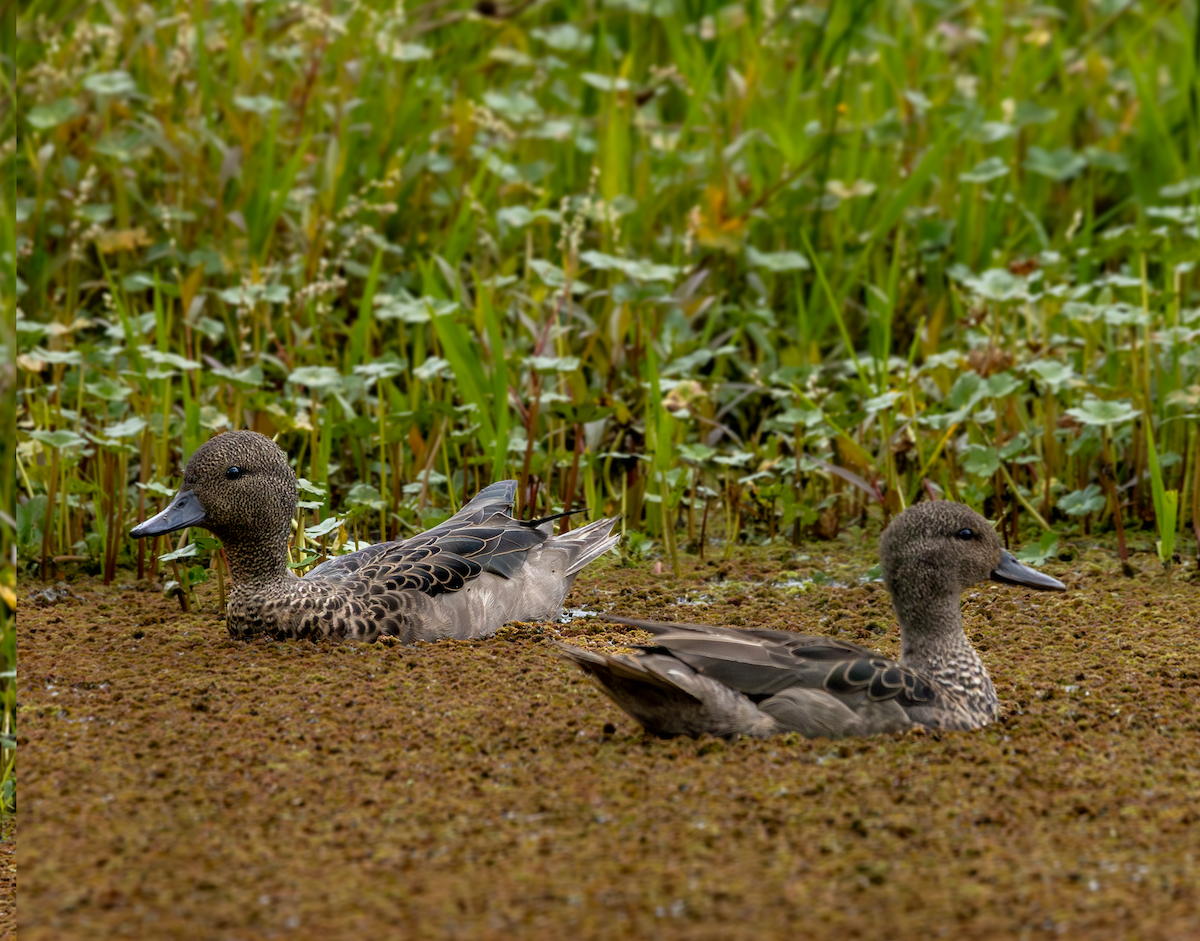 Andean Teal - ML637007631