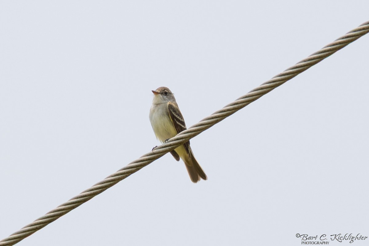 Willow Flycatcher - ML637007632