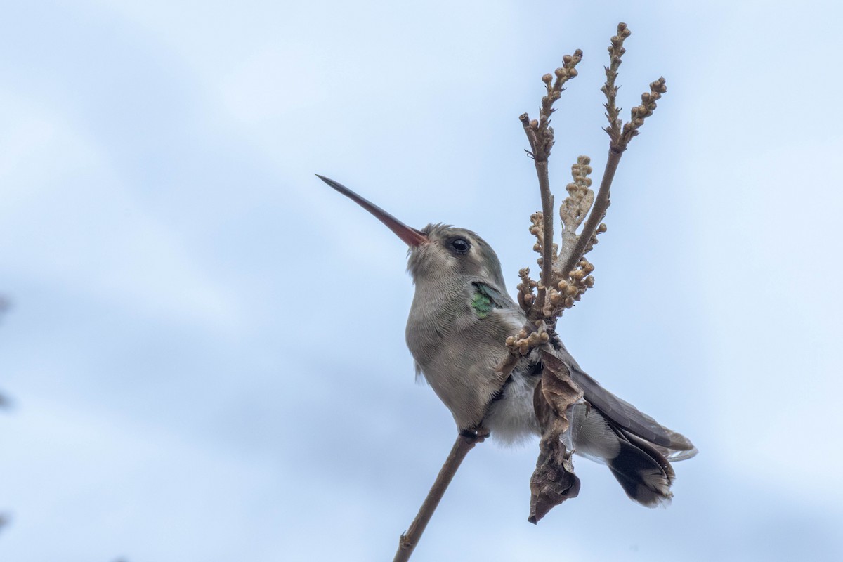 Turquoise-crowned Hummingbird - ML637007694