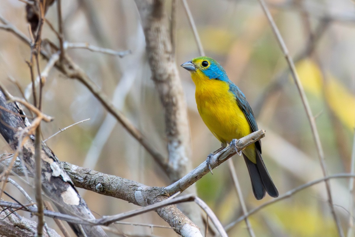 Orange-breasted Bunting - ML637007701