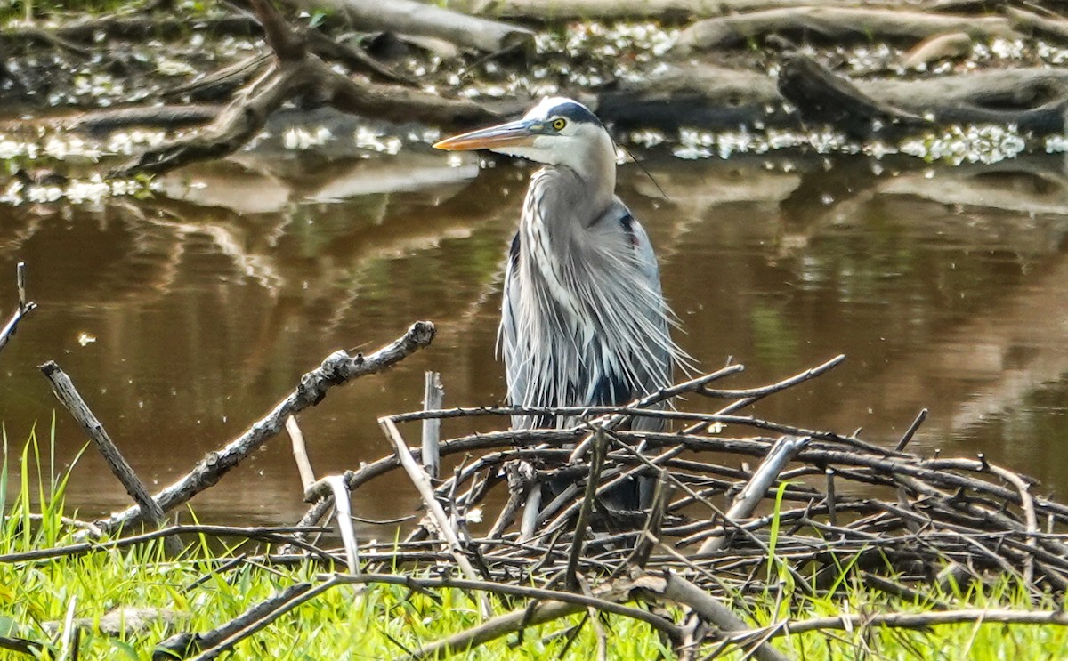 Great Blue Heron (Great Blue) - ML637007702
