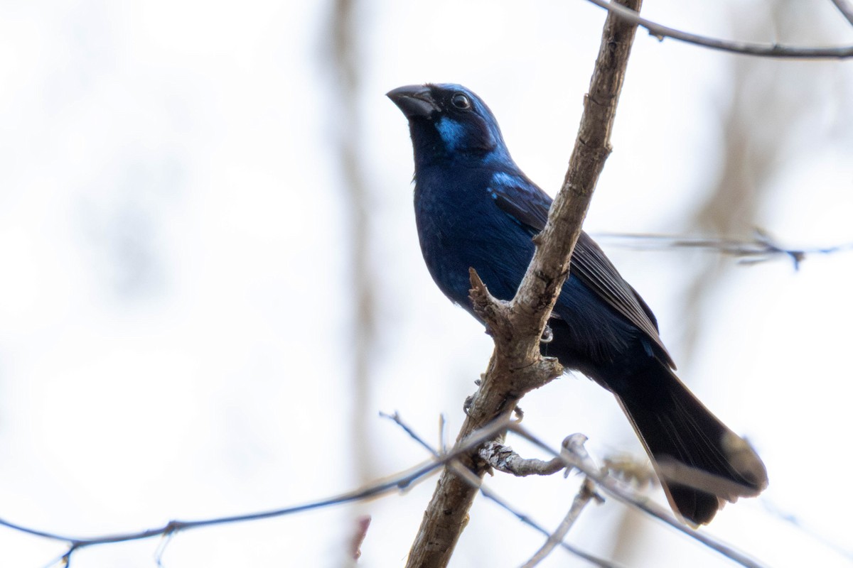 Blue Bunting (West Mexico) - ML637007703