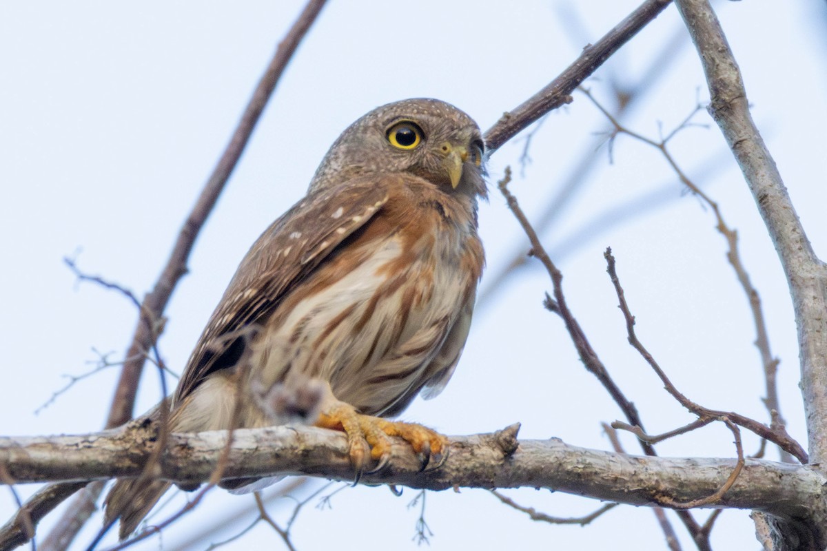 Colima Pygmy-Owl - ML637007711