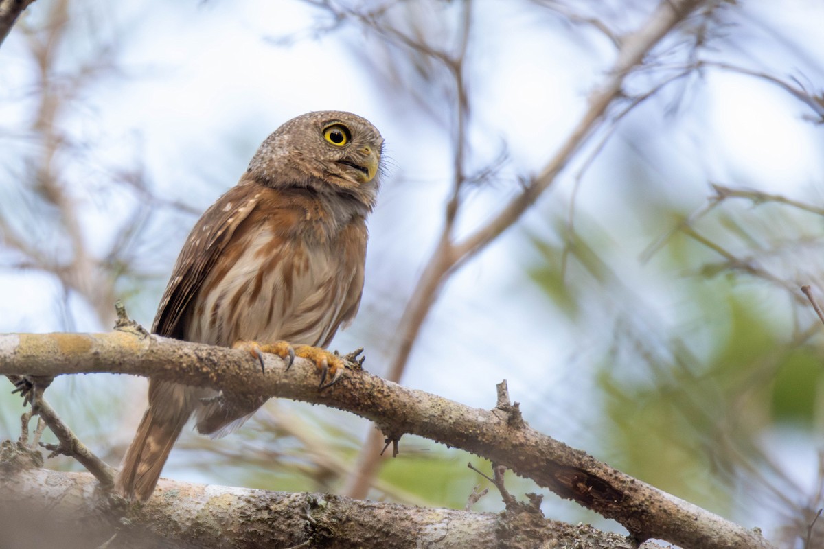 Colima Pygmy-Owl - ML637007716