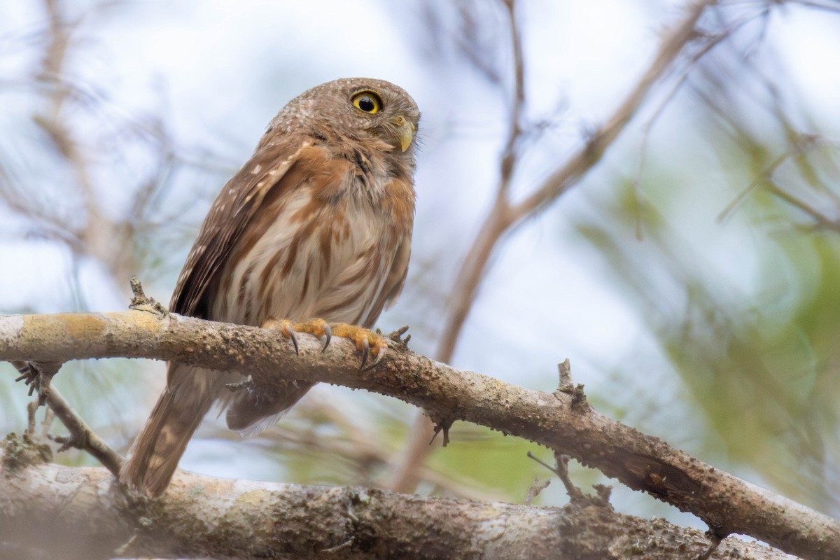 Colima Pygmy-Owl - ML637007719