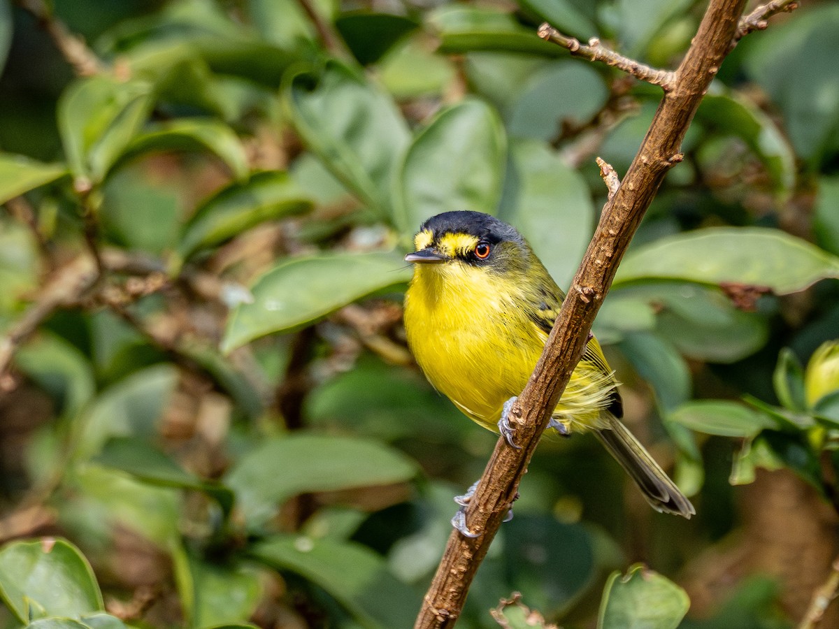 Gray-headed Tody-Flycatcher - ML637007735