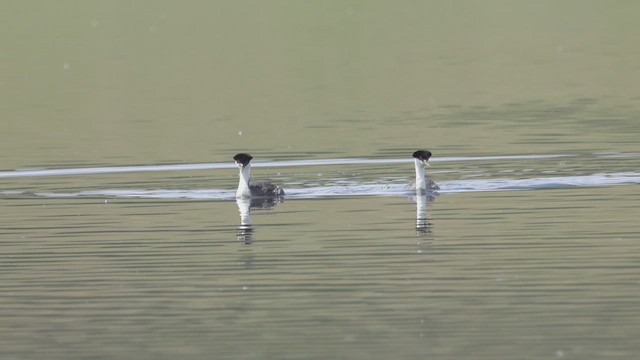 Western Grebe - ML637007761