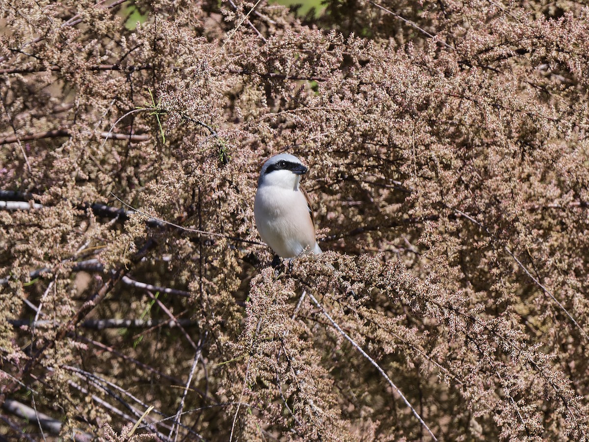 Улбар нуруут дунхай - ML637007767