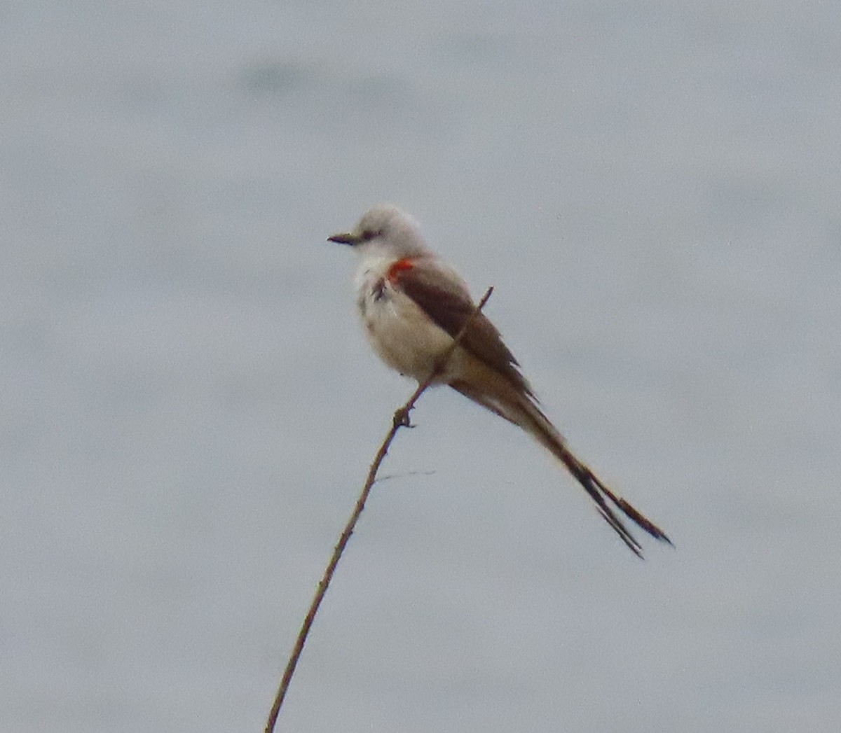Scissor-tailed Flycatcher - ML637007787