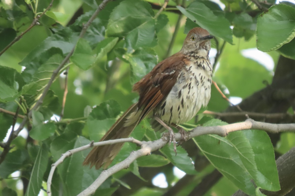 Brown Thrasher - ML637007797