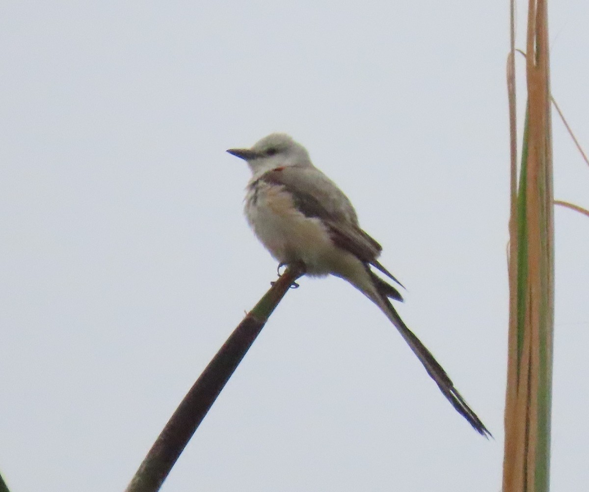Scissor-tailed Flycatcher - ML637007802