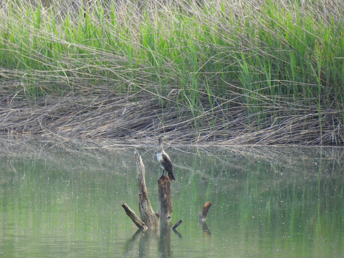 Great Cormorant - ML637007803