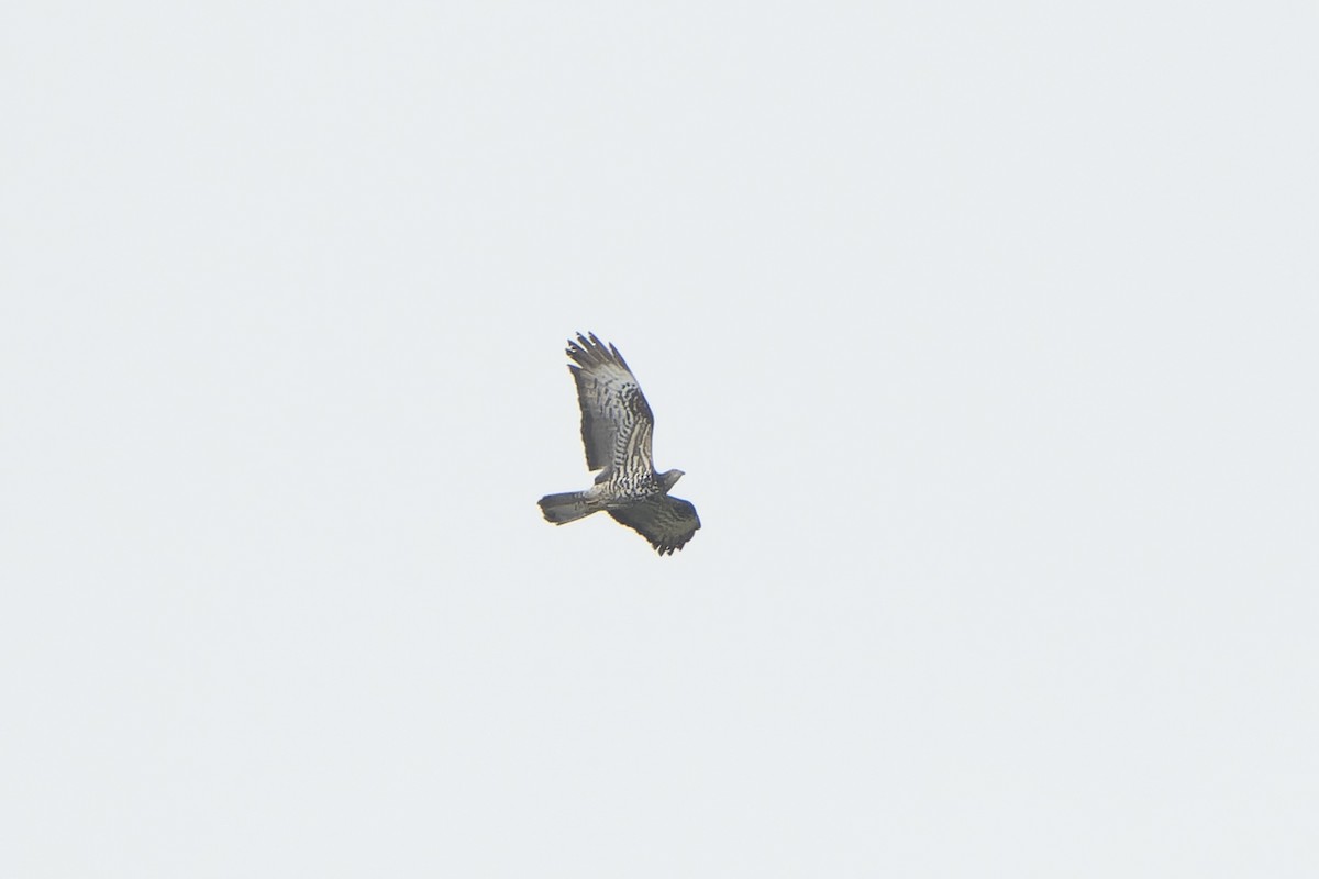 Балч гоорбис - ML637007810