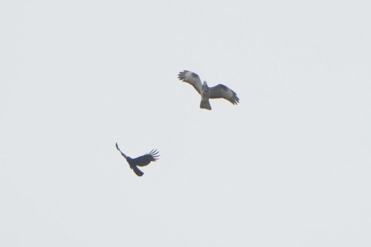 Балч гоорбис - ML637007813