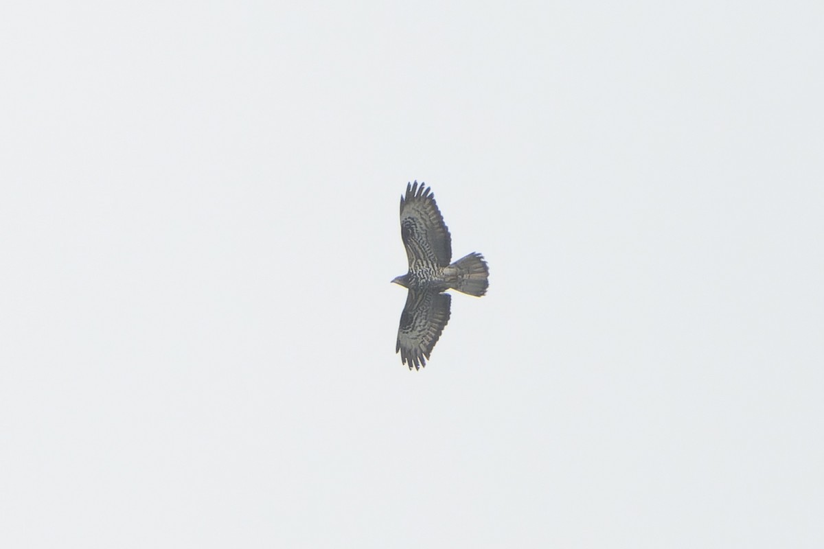 Балч гоорбис - ML637007815