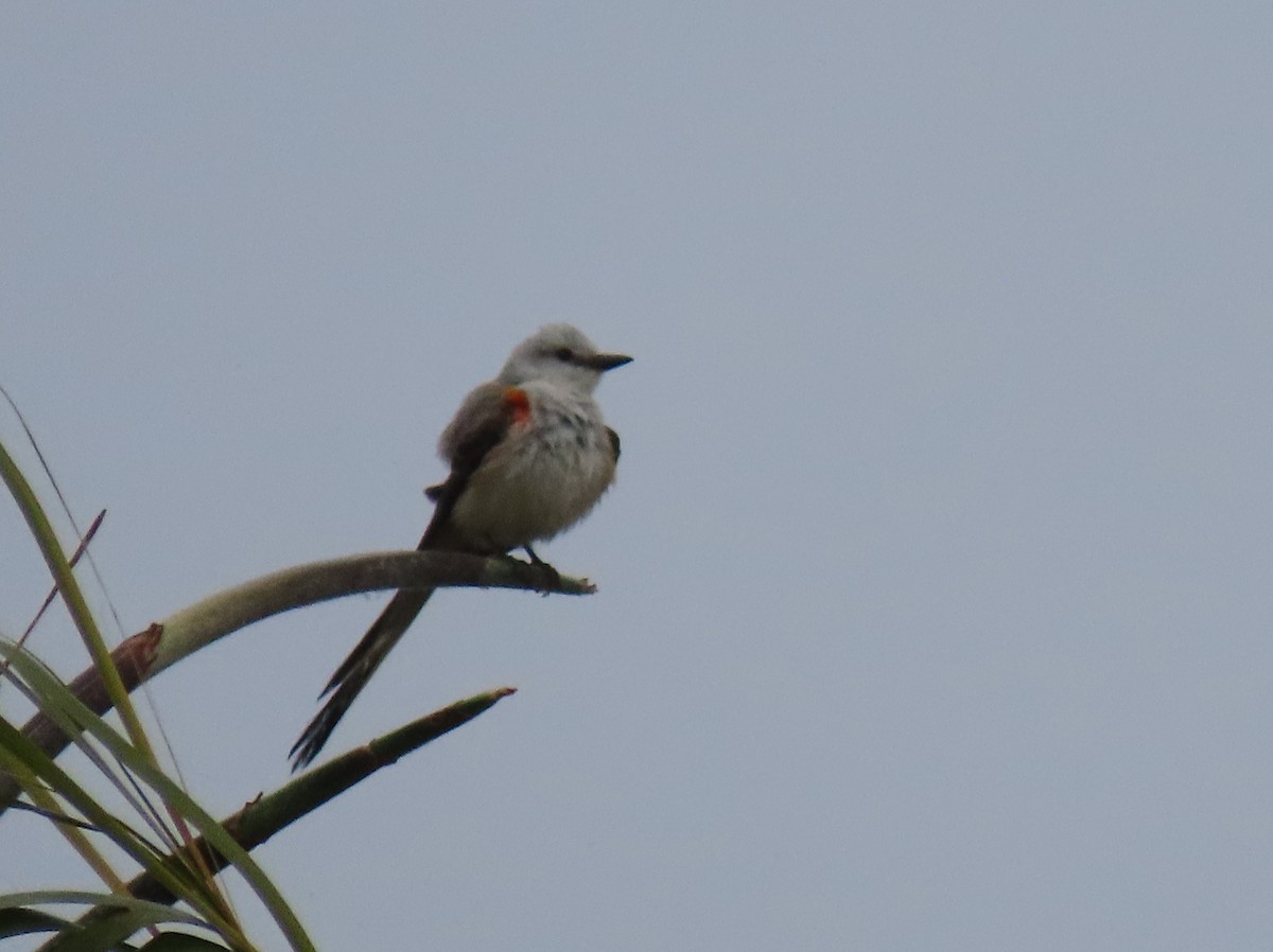 Scissor-tailed Flycatcher - ML637007820