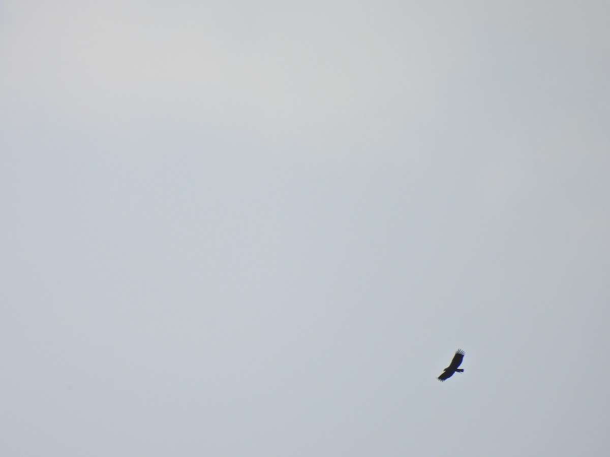 Golden Eagle - ML637007826