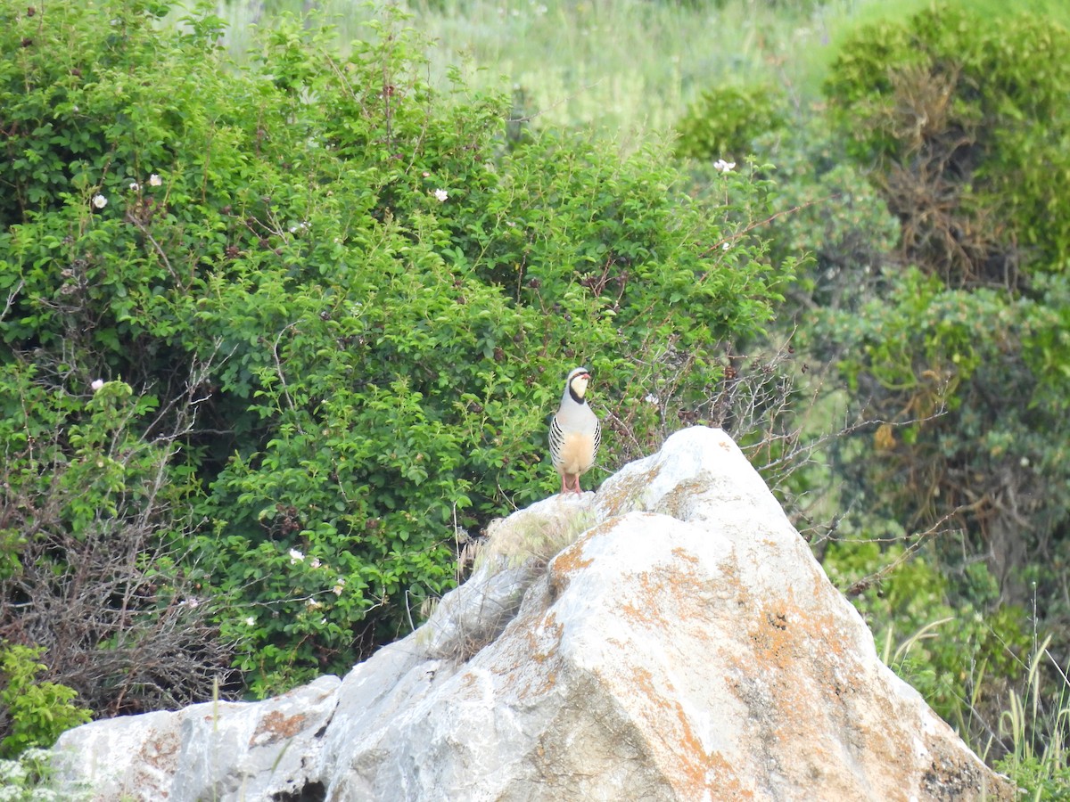 Chukar - ML637007848