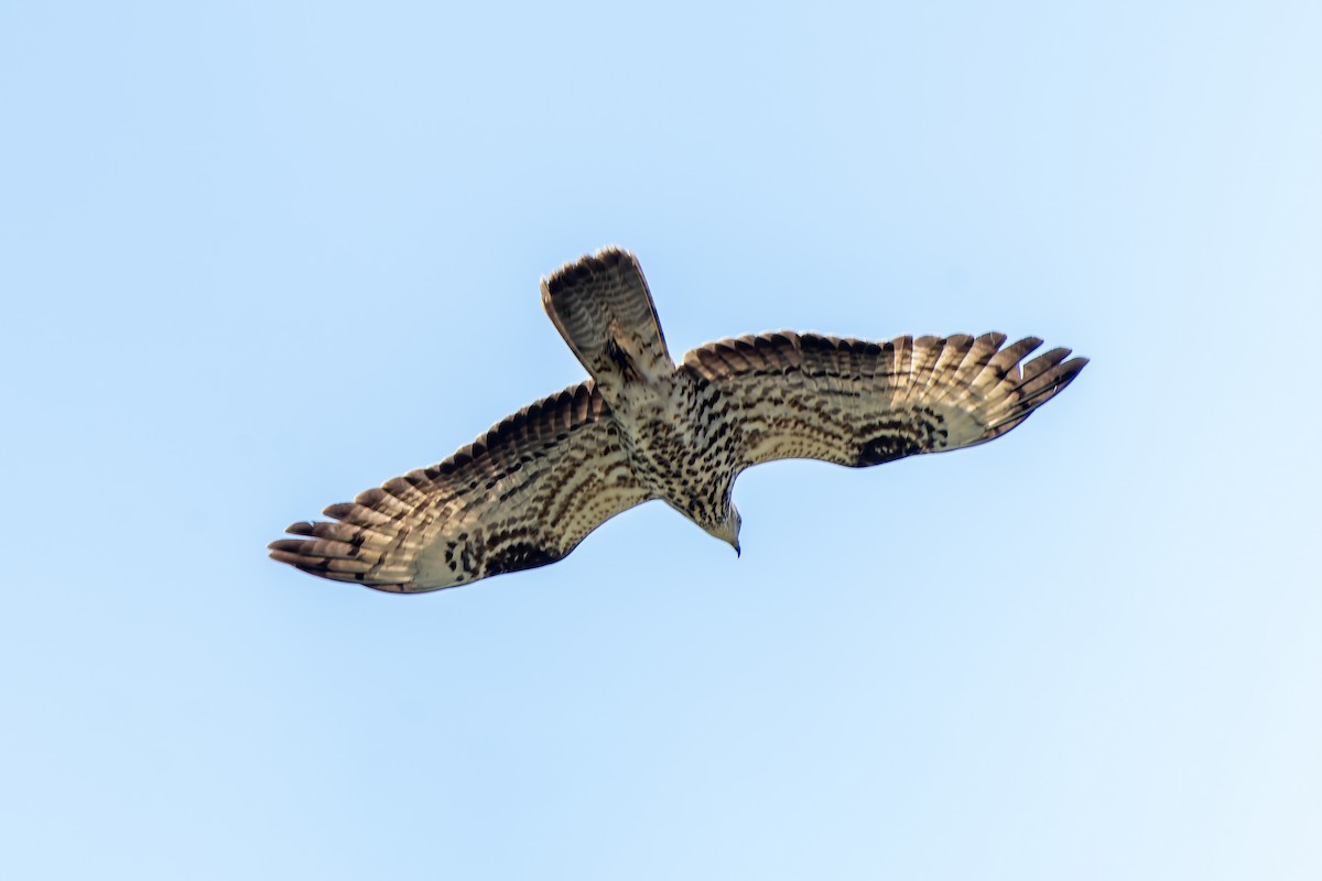 Балч гоорбис - ML637007876