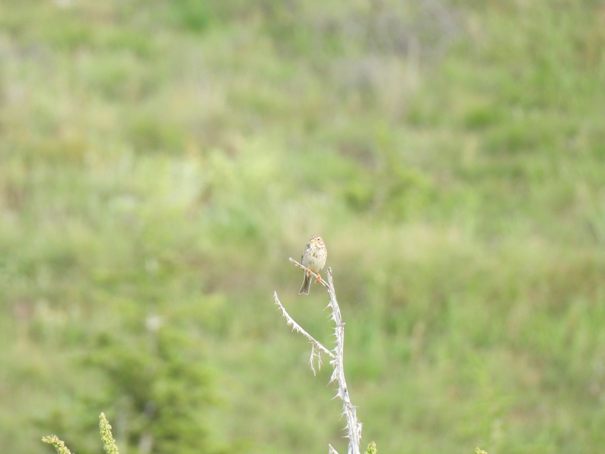 Corn Bunting - ML637007884