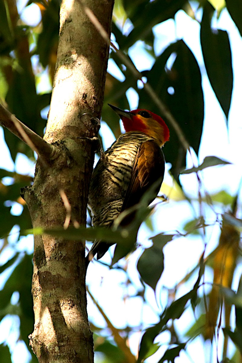 Yellow-throated Woodpecker - ML637007896