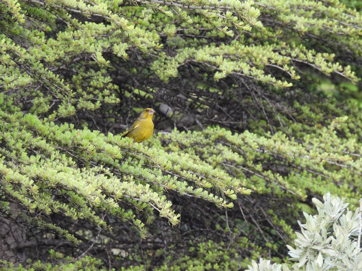 European Greenfinch - ML637007904