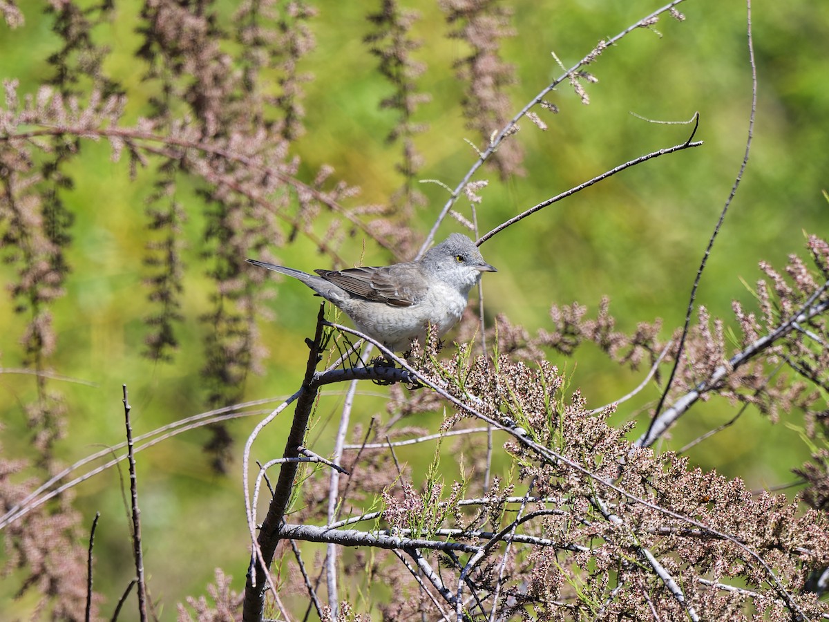 Харсуун зэржгэнэ - ML637008022