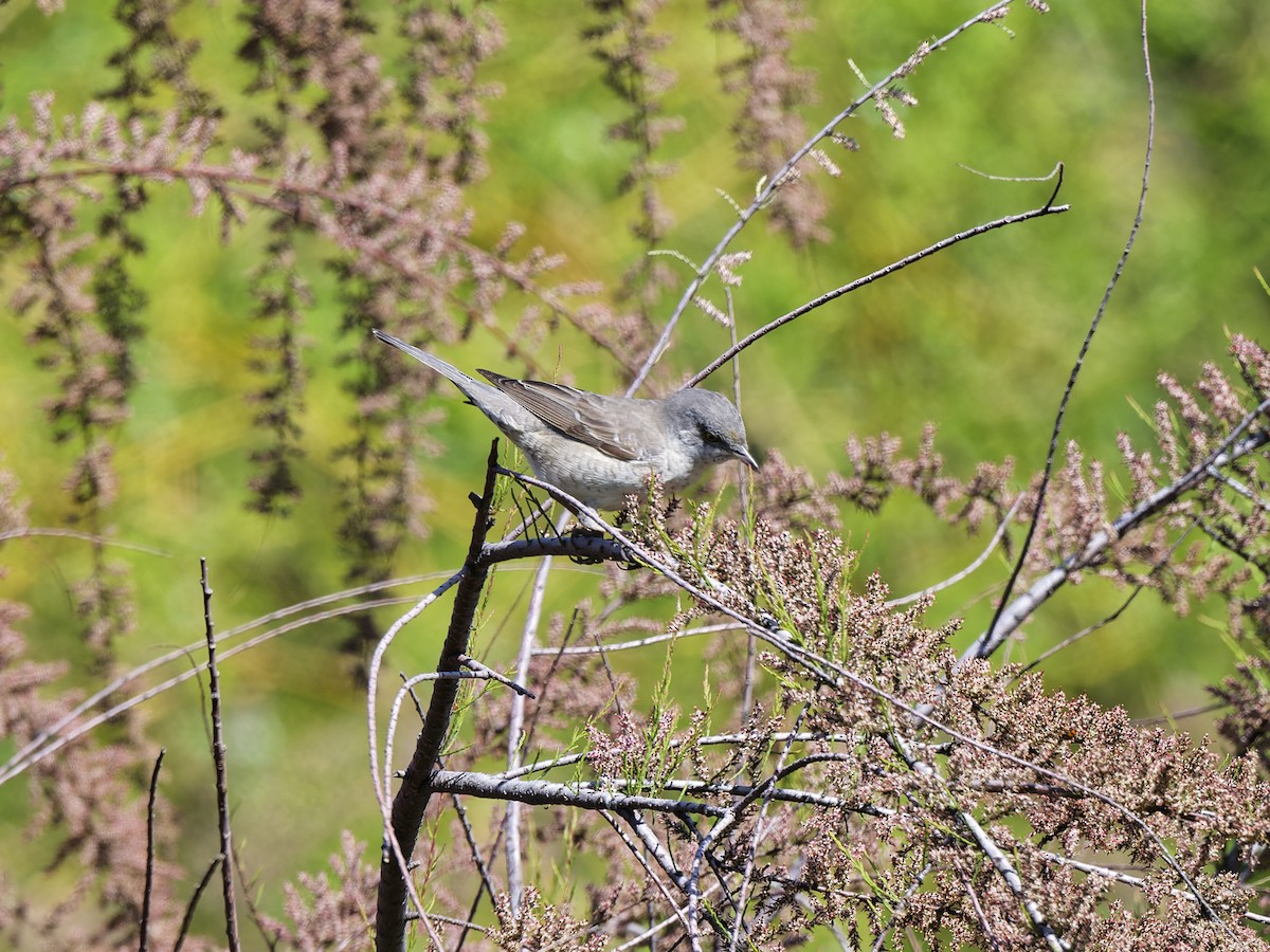 Харсуун зэржгэнэ - ML637008023