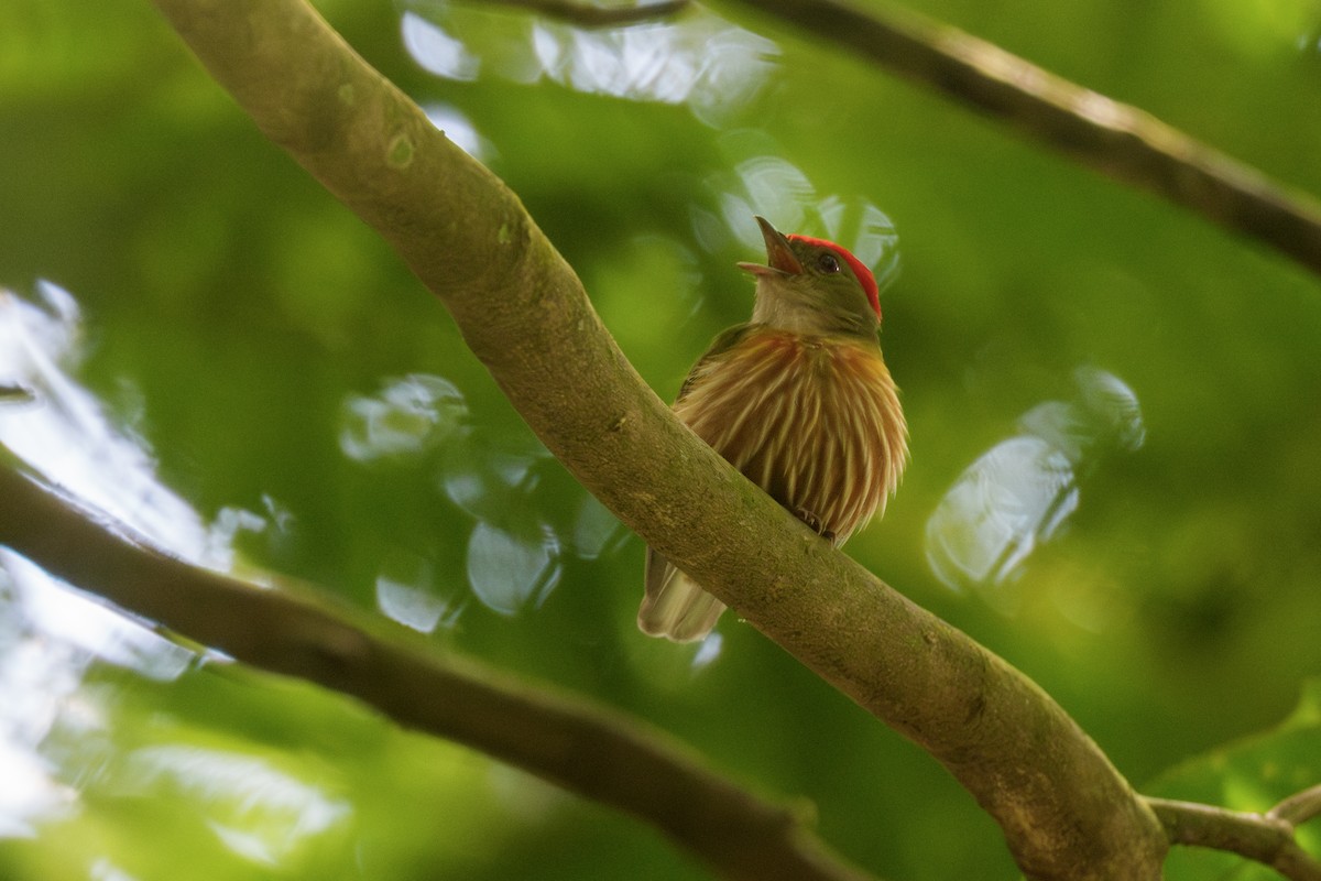 Striolated Manakin - ML637008214
